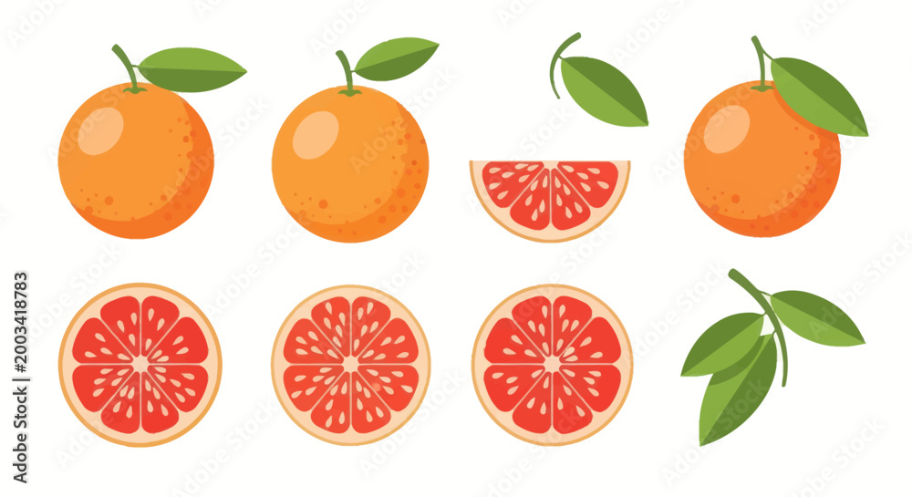 Obraz premium Orange fruit collection illustration