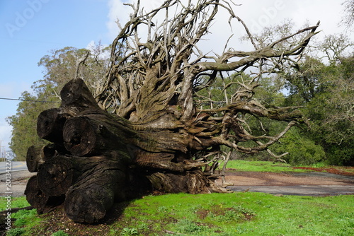 closeup of a huge dead tree by the road in napa valley, ca, usa