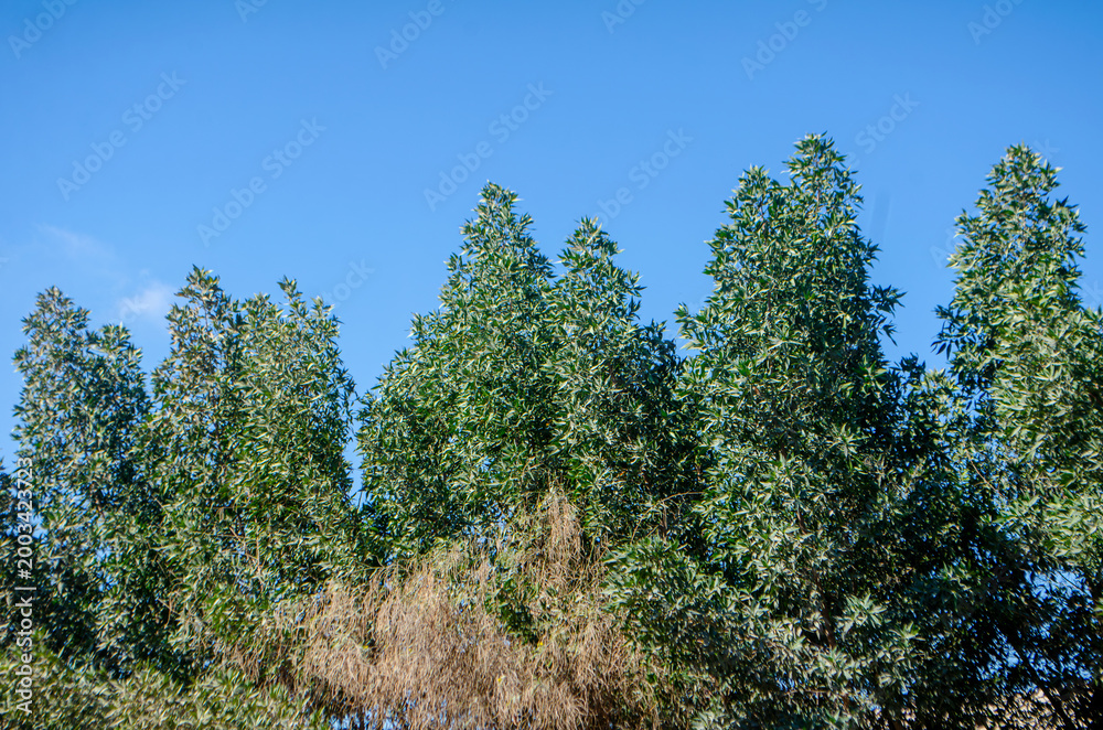 Fototapeta premium Tall green trees with blue sky and one brown tree in the forest