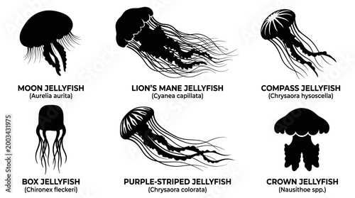 black and white vector silhouette set of jelly fish types