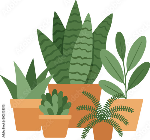 Group of various potted house plants succulent snake plant fern and other green plants in terracotta pots.