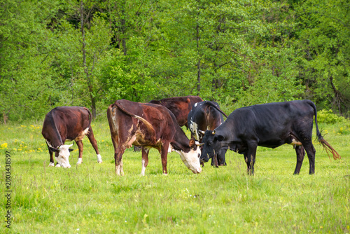 cattle of cows on a pasture near deciduous forest. lovely countryside scenery in springtime. rural cows grazing on the field. carpapthian grass fed cattle. grazing livestock background