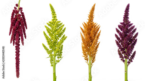 Set of tall celosia cockscomb flowers in vibrant red and yellow frontal isolated png on a transparent background perfectly cutout high resolution