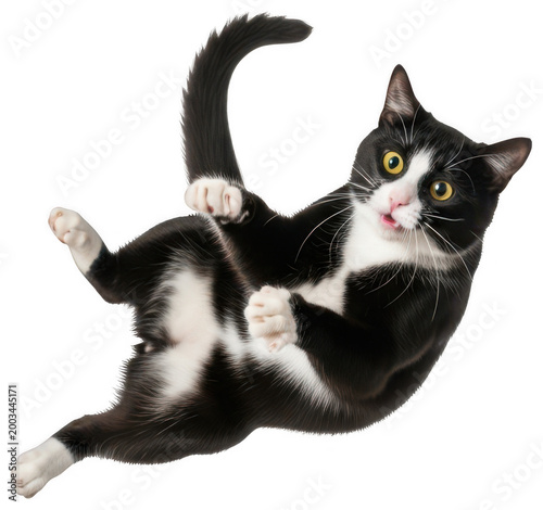 Black white cat png Falling kitten cutout Surprised tuxedo cat png Jumping feline cutout Funny pet png Cute kitty cutout Shocked animal png Active mouser isolated transparent background image