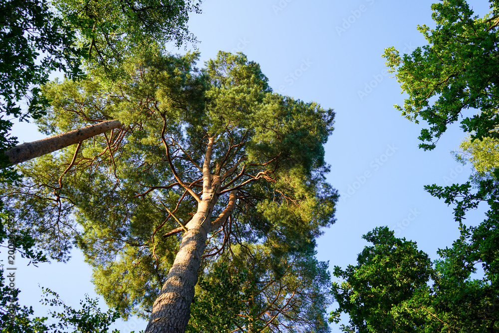 Fototapeta premium Looking up in to backlit tree canopies