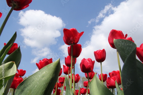 low angle view of red tulips in a bulb field in holland in springtime and a blue sky with clouds in the background