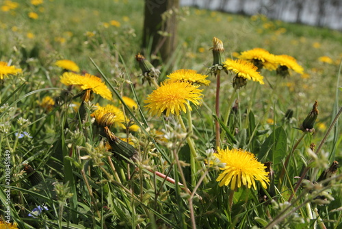 a dandelion with yellow flowers closeup in a green meadow in springtime