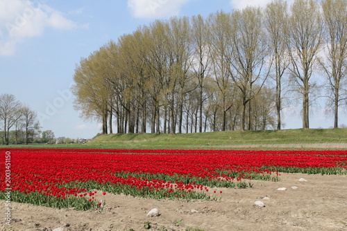 a red tulip field and a green dike with trees in the background in the dutch countryside in springtime