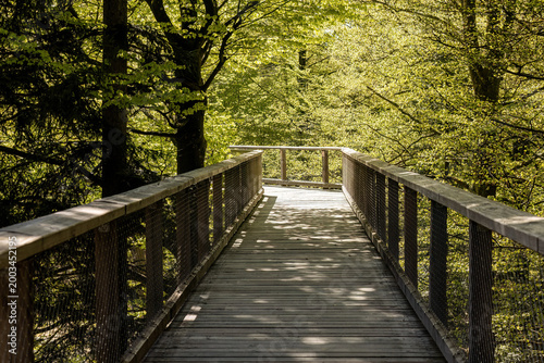 Wooden walkway on treetop path in Neuschönau Bavarian Forest surrounded by green spring foliage forest trail