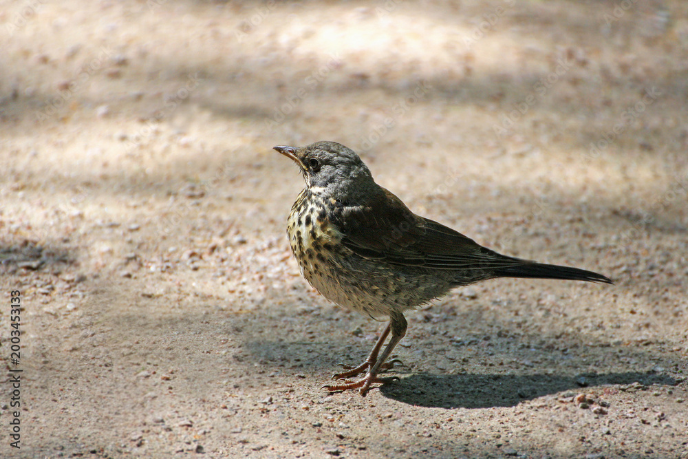Fototapeta premium The Snowbird closeup.