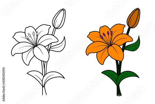 Orange Lily Flower Coloring Page and Color Illustration Vector