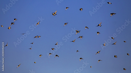 Bild auf Leinwand A large flock of songbirds flies over autumn fields