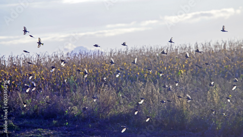 Bild auf Leinwand A large flock of songbirds flies over autumn fields