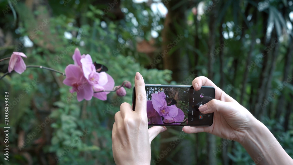 Fototapeta premium A person taking a photo of a pink orchid with a butterfly using a smartphone in a tropical butterfly garden in Tenerife, capturing a peaceful travel moment.