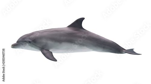Tableau sur toile Majestic common bottlenose dolphin gracefully navigating its aquatic realm, show