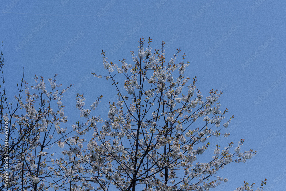 Obraz premium wild cherry blossom in forest