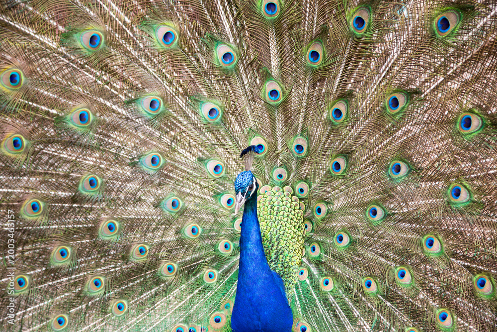 Fototapeta premium peacock with feathers out