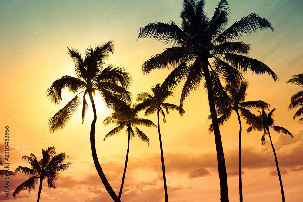 Obraz premium Tropical Palm Trees Silhouette at Sunset Ocean Paradise Hawaii 