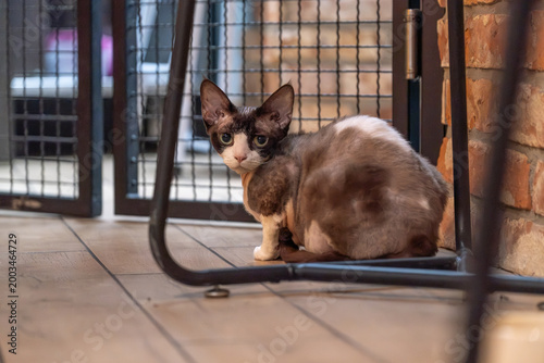 Canvastavla Devon Rex Cat Sitting Under Chair Indoor Pet Behavior and Mood Concept