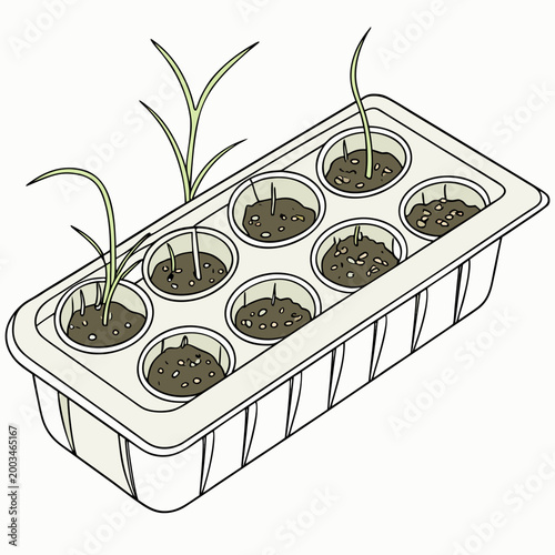 Seedlings in a white tray with soil plants gardening