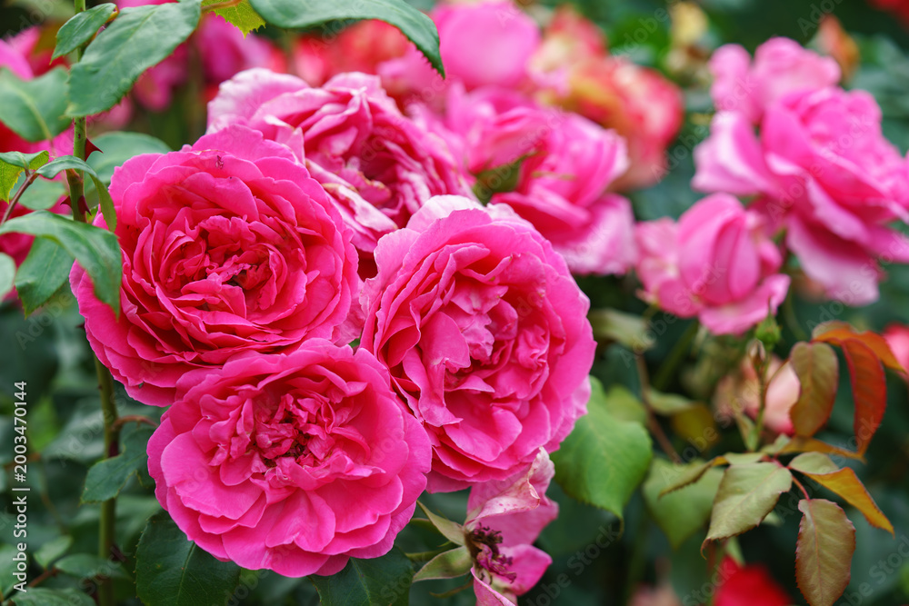 Fototapeta premium Branch of delicate pink roses in full bloom growing in summer garden. Romantic floral background with natural light, decorative flowers and green foliage. Spring and nature, gardening, plant breeding.