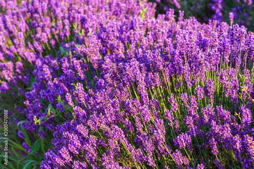 Close up, macro view of vibrant purple lavender flowers in soft evening sunlight. Golden light, delicate texture and fragrant essence of blooming plants in full summer. Natural background, lanscape