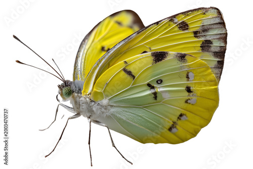 Close-Up Yellow Butterfly Macro