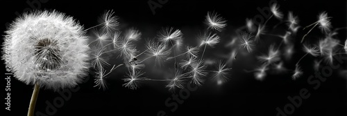 A close up of a dandelion with a bunch of seeds flying off of it. Concept of freedom and the fleeting nature of life