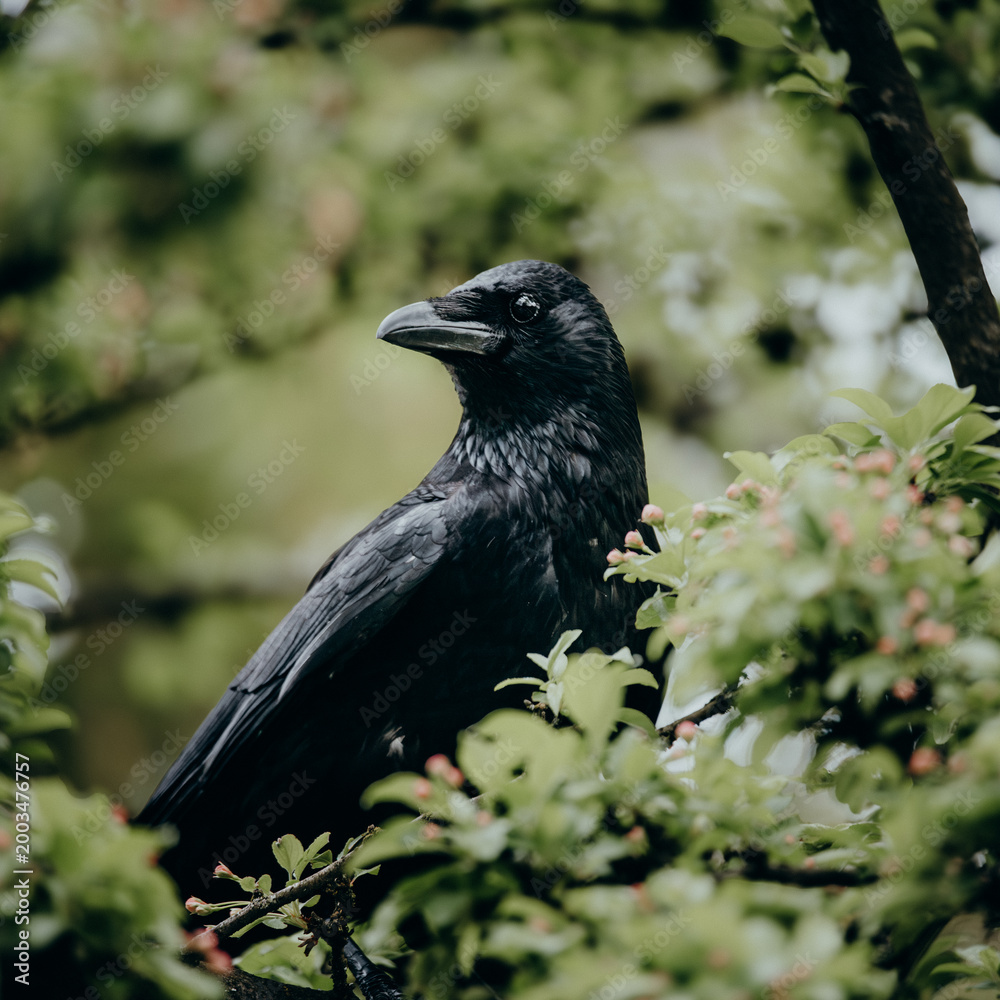 Fototapeta premium Porträt einer Rabenkrähe (Corvus corone) in einem Baum