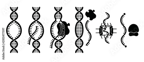 DNA Transcription Process Icons Set, Molecular Biology Mechanism Showing RNA Synthesis, Genomic Genetic Blueprint Sequence, Gene Expression Graphic Concept for Scientific Research and Biotechnology Ed