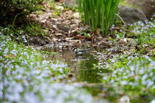 Fotografie Japanese Tit (Parus minor) bathing in a stream with spring flowers series 1 of 1