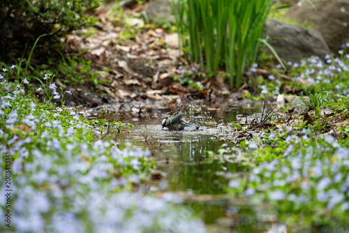 Billede på lærred Japanese Tit (Parus minor) bathing in a stream with spring flowers series 9 of 1