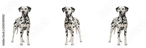 Schilderij op canvas Classic Black And White Spotted Dalmatian Dog Sitting Isolated On Transparent Ba