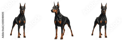 Schilderij op canvas Powerful Black And Tan Doberman Pinscher Dog Isolated On Transparent Background
