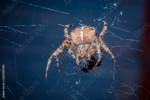 Fotografi Close-up of a spider on its web with prey, showcasing intricate web patterns