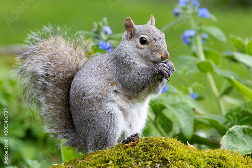 Принти на полотні Close up of a Grey squirrel (sciurus carolinensis) in garden, Yorkshire, UK in A