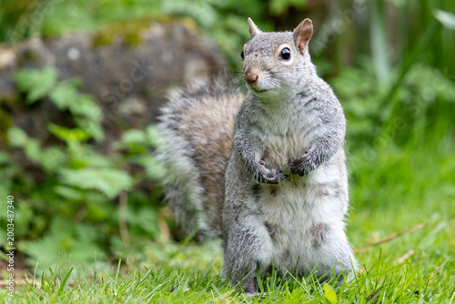 Tableau sur toile Close up of a Grey squirrel (sciurus carolinensis) standing on a garden lawn - Y