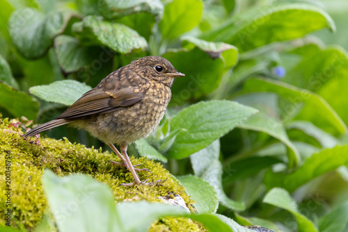 Young Robin (Erithacus rubecula) standing on a mossy stone in a british back garden - Yorkshire, UK