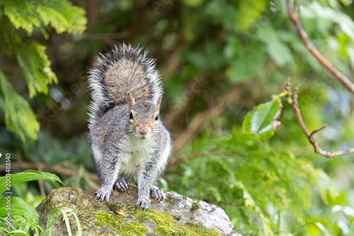 Grey squirrel (sciurus carolinensis) standing under a garden hedge, Yorkshire, UK in April