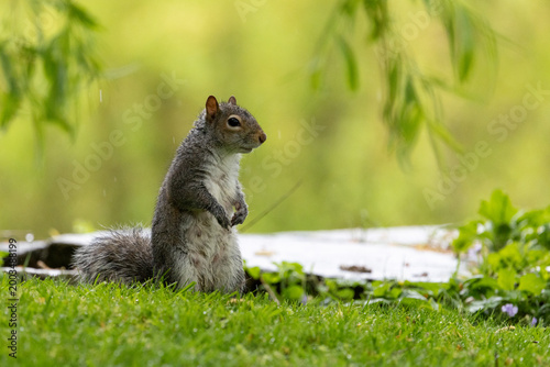 Grey squirrel (sciurus carolinensis) standing on back legs, under a willow tree in a british back garden, Yorkshire, UK in April