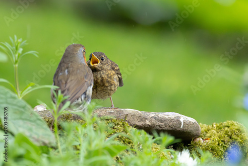 Young Robin (Erithacus rubecula) begging for food from an adult robin  - Yorkshire, UK