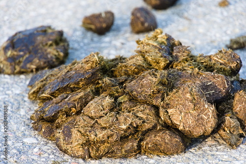 Tableau sur toile Horse manure on public street, documentary close-up