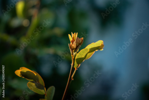 Photography A delicate young plant sprout illuminated by warm golden rim light against a blurred background of teal blue and forest green bokeh