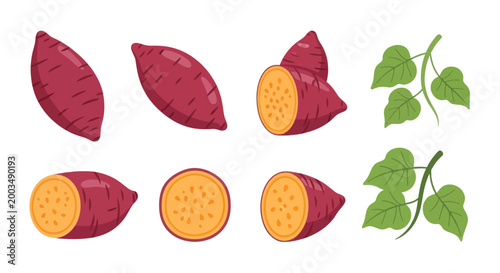 Bild auf Leinwand Sweet potatoes vector illustration set
