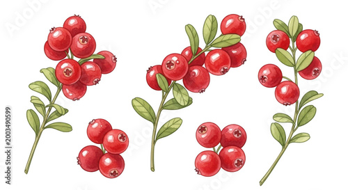 Cranberry branches with berries isolated on transparent background