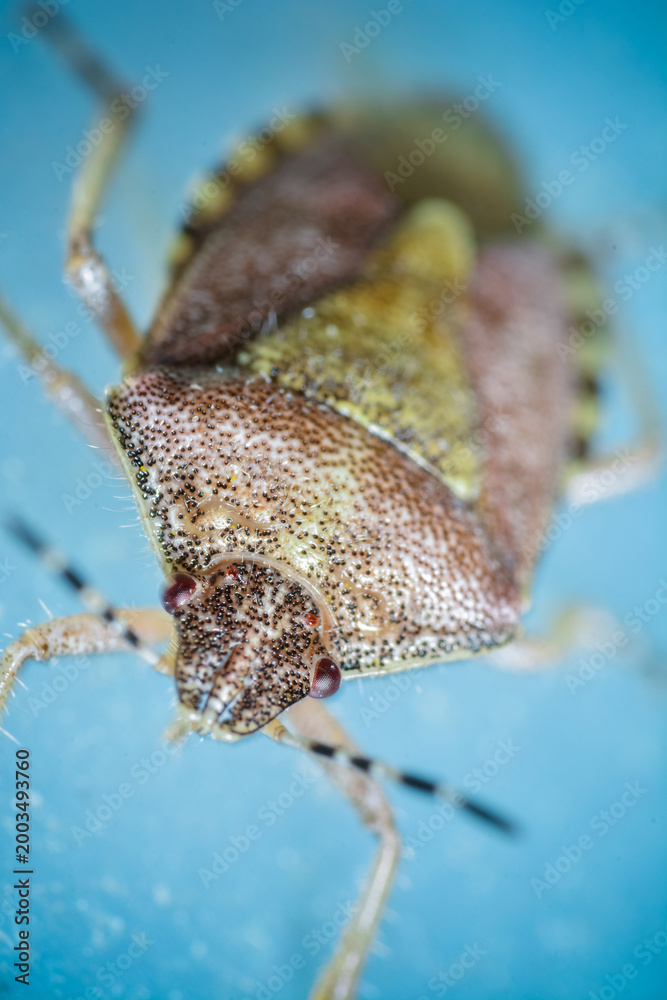 Obraz premium Close-up of a brown stink bug on a blue surface, highlighting its detailed texture and patterns.