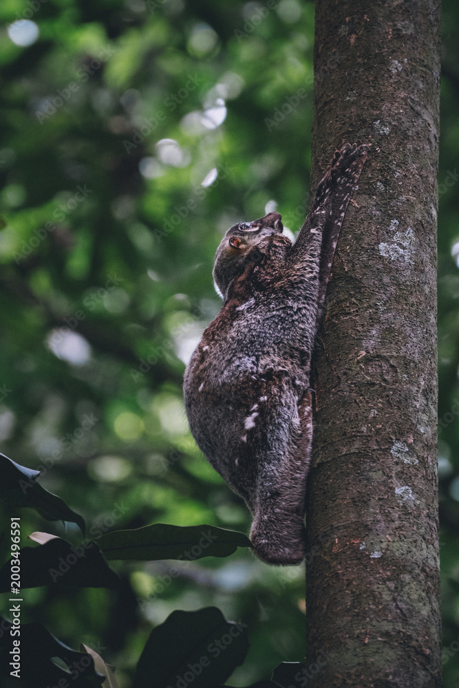 Fototapeta premium climbing a tree