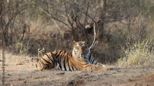 Bandhavgarh Bengal tiger resting alert with intense gaze, orange black-striped wild big cat watching from forest floor in tiger reserve India, 4K UHD wildlife B-roll documentary footage