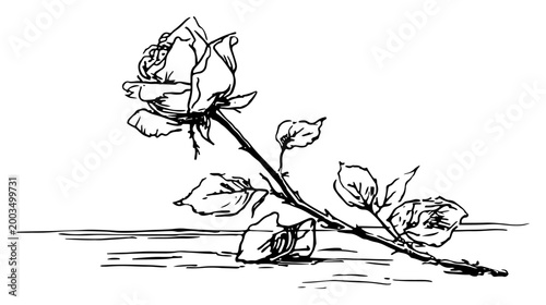 Single rose flower lying on the ground illustration, botanical floral line art engraving, romantic or mournful rose blossom drawing