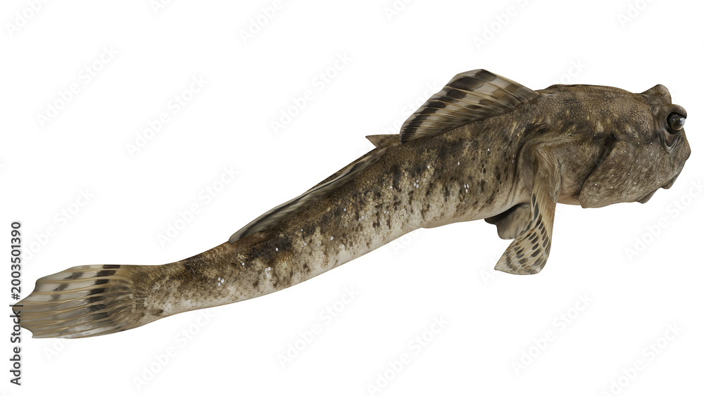 Obraz premium Realistic 3D illustration of a stonefish.